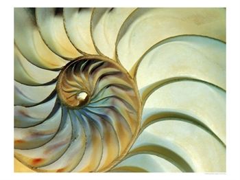 309248aclose-up-of-nautilus-shell-spirals-posters.jpg